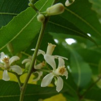 Azadirachta indica A.Juss.